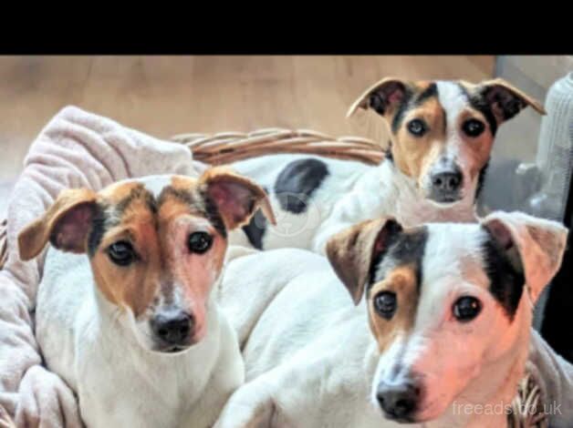 Female jack russle for sale in Caernarfon, Gwynedd