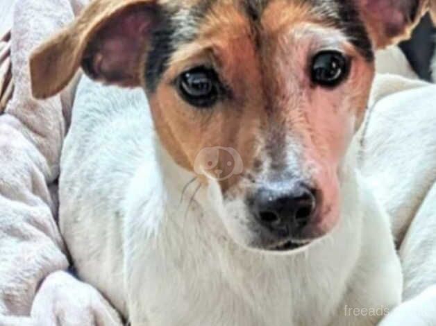 Female jack russle for sale in Caernarfon, Gwynedd - Image 2