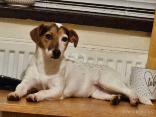 Female jack russle for sale in Caernarfon, Gwynedd - Image 3