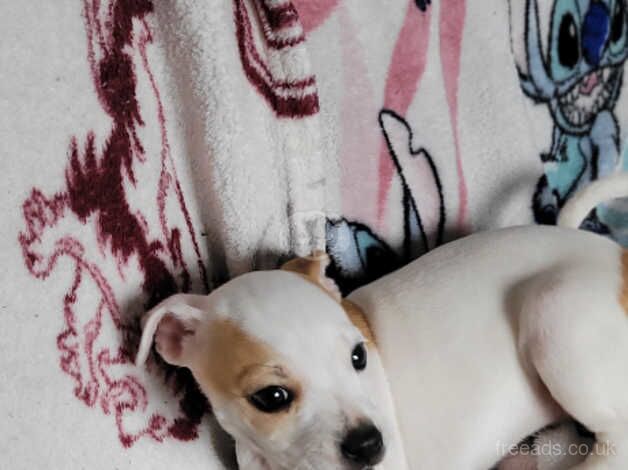 Jack Russell Puppies for sale