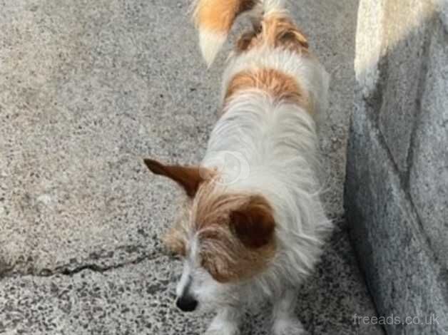 For sale Jack Russel puppys for sale in Cardiff