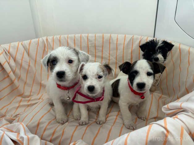 For sale Jack Russell puppys for sale in Maidstone, Kent