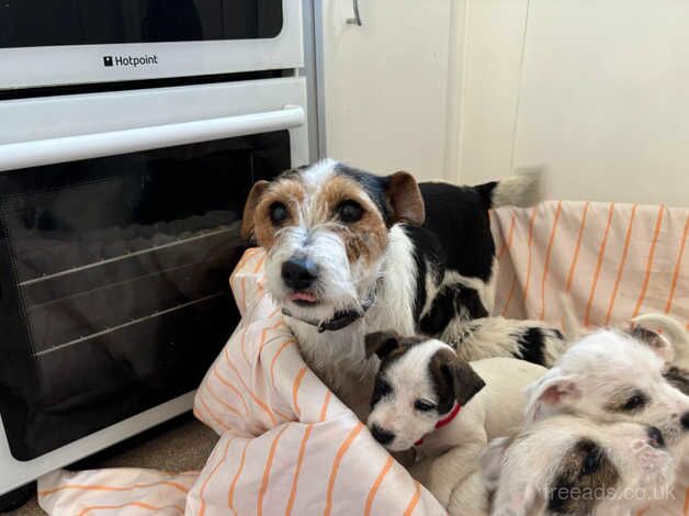 For sale Jack Russell puppys for sale in Maidstone, Kent - Image 2