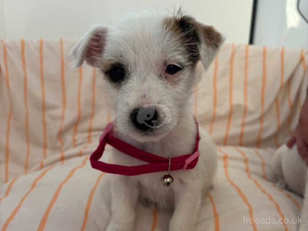 For sale Jack Russell puppys for sale in Maidstone, Kent - Image 3