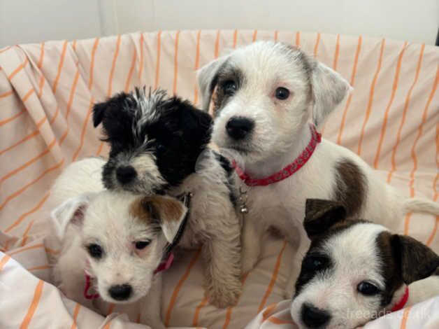 For sale Jack Russell puppys for sale in Maidstone, Kent - Image 4