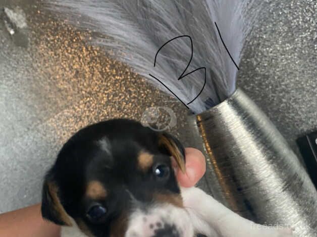 Full bread Jack Russel pups for sale in Willenhall, West Midlands