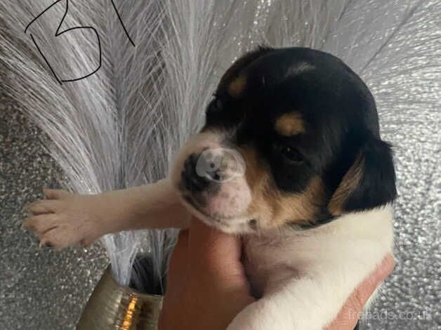 Jack Russell Puppies for sale in West Midlands