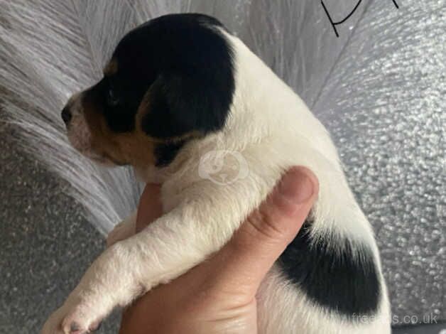 Jack Russell Puppies for sale