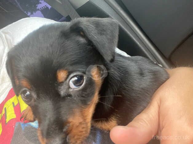 Full jack Russel pup for sale in Willenhall, West Midlands - Image 2