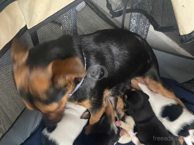 Full jack Russel pups for sale in Willenhall, West Midlands - Image 1