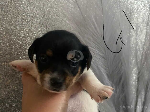 Full jack Russel pups for sale in Willenhall, West Midlands - Image 2