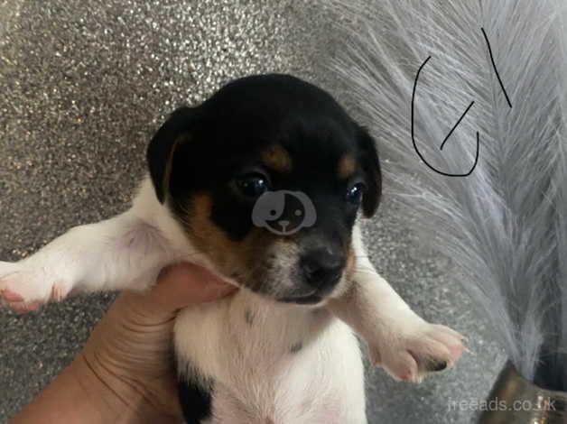 Jack Russell Puppies for sale in West Midlands