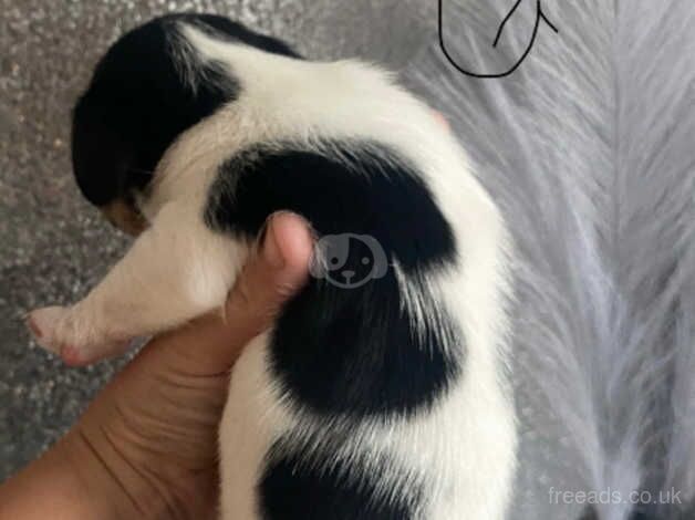 Jack Russell Puppies for sale