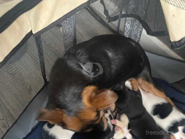 Full jack Russel pups for sale in Willenhall, West Midlands - Image 1