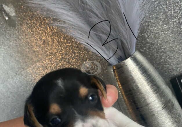 Full jack Russel pups for sale in Willenhall, West Midlands - Image 2