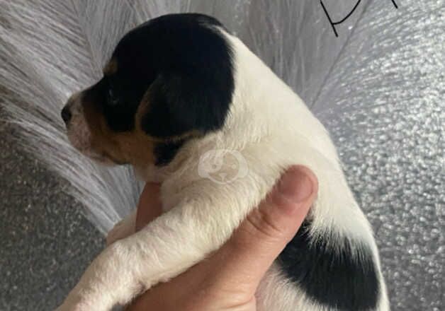 Jack Russell Puppies for sale in West Midlands