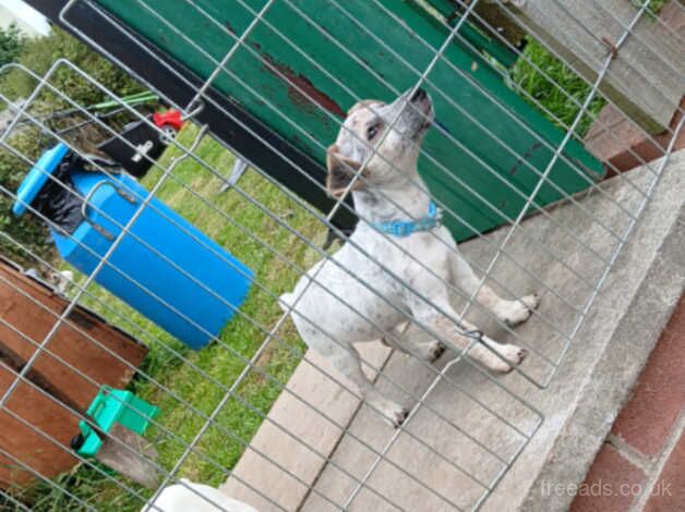 Gawgous Girl Jack Russell puppy for sale in Merthyr Tydfil