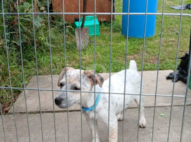 Gawgous Girl Jack Russell puppy for sale in Merthyr Tydfil - Image 2