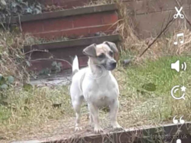 Gawgous Girl Jack Russell puppy for sale in Merthyr Tydfil - Image 3