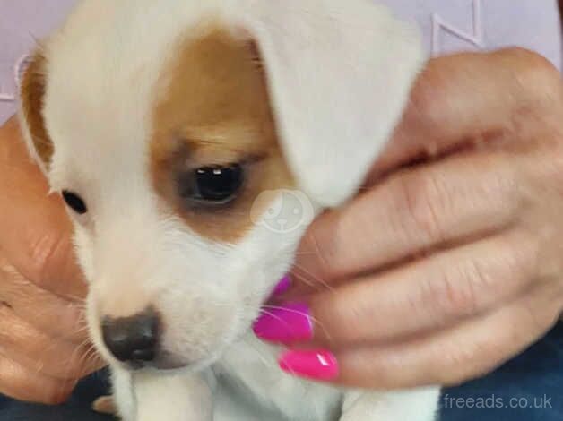 GENUINE MINIATURE JACK RUSSELL PUPPIES for sale in Glasgow, North Lanarkshire