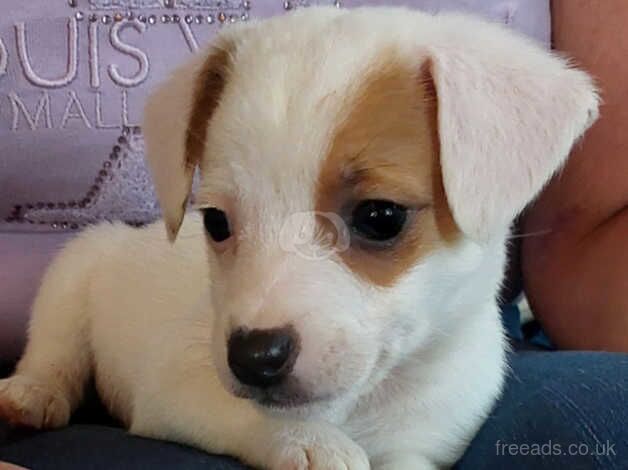 GENUINE MINIATURE JACK RUSSELL PUPPIES for sale in Glasgow, North Lanarkshire - Image 4