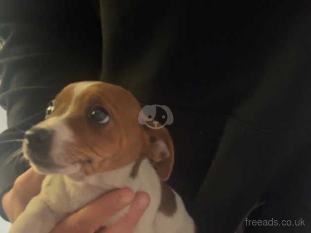 Girl jack russel for sale in Tipton, West Midlands - Image 1