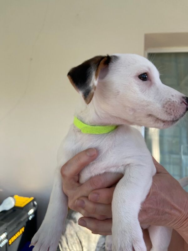 Gorgeous Black and White Jack Bitch for sale in Holsworthy, Devon - Image 2