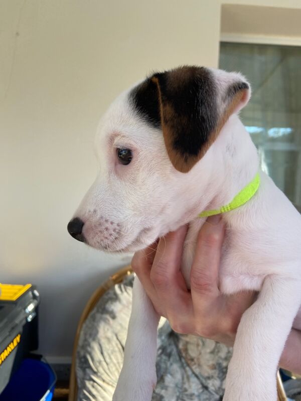 Gorgeous Black and White Jack Bitch for sale in Holsworthy, Devon - Image 3