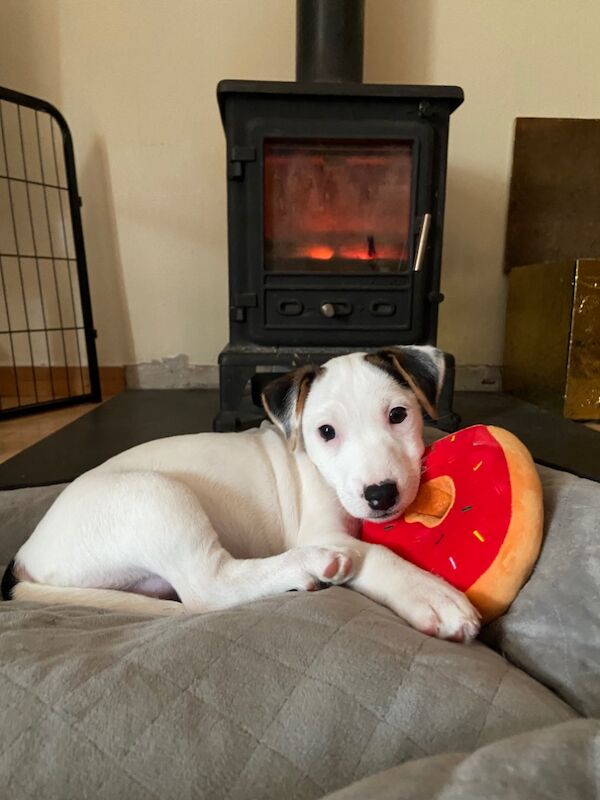 Gorgeous Black and White Jack Bitch for sale in Holsworthy, Devon - Image 5