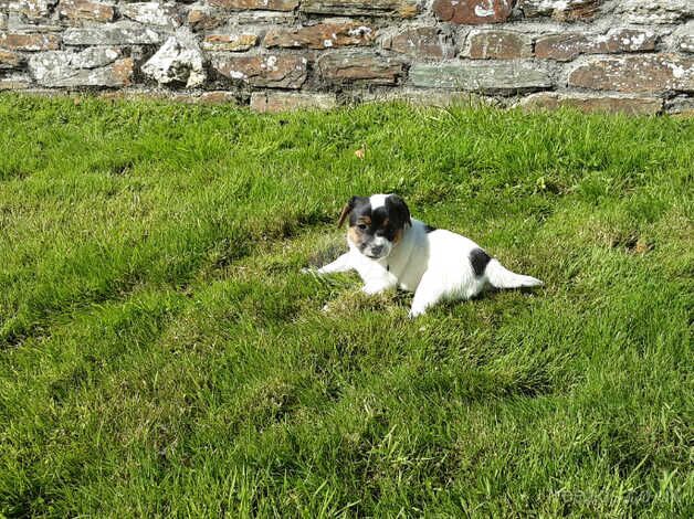 Gorgeous boy puppy, lovely markings for sale in Callington, Cornwall