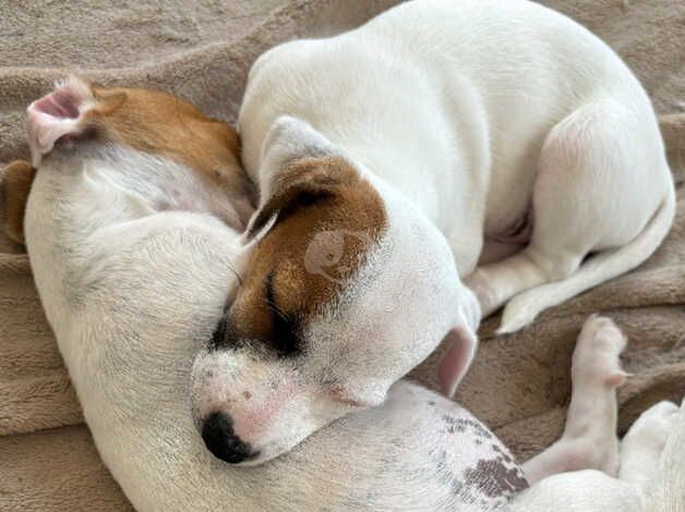 Gorgeous jack russel pups for sale in Southampton, Hampshire - Image 4