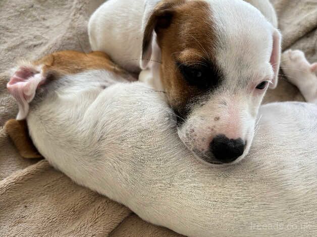 Gorgeous jack russel pups for sale in Southampton, Hampshire - Image 5