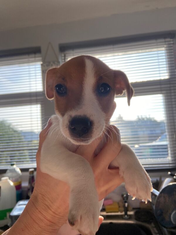 Gorgeous Jack Russell Bitch for sale in Holsworthy, Devon