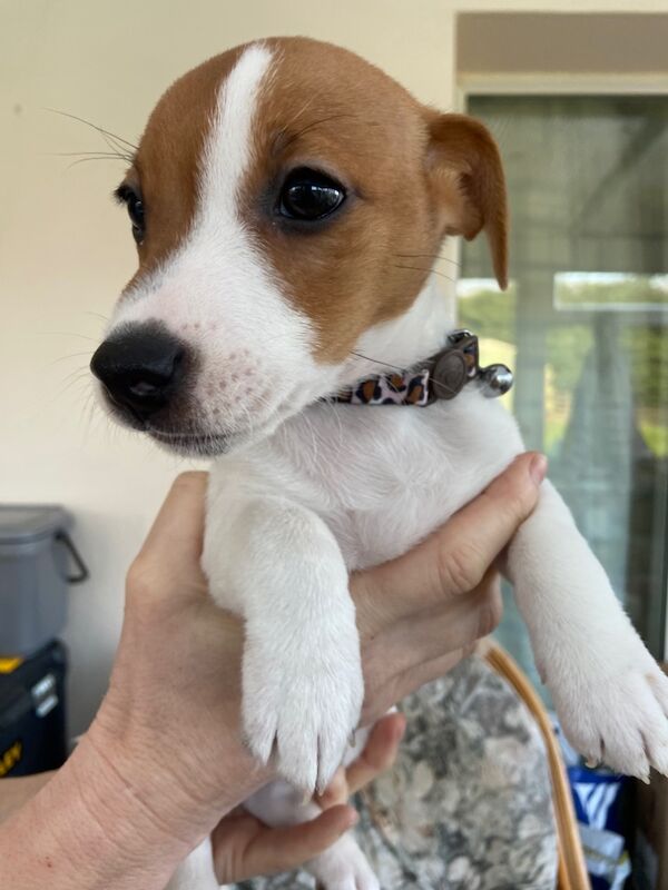 Gorgeous Jack Russell Bitch for sale in Holsworthy, Devon - Image 2