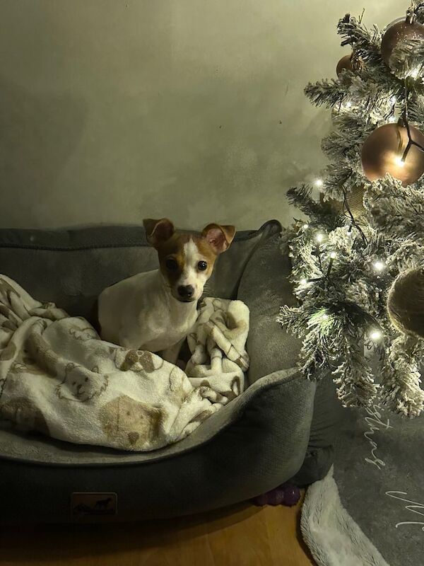 gorgeous jack russell girl for sale in Colnbrook, Buckinghamshire