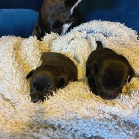 Gorgeous Jack Russell puppies for sale in Llanfair Dyffryn Clwyd, Denbighshire