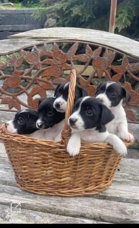 Gorgeous Jack Russell Puppies for sale in Llanrwst, Conwy - Image 1