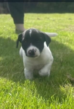 Gorgeous Jack Russell Puppies for sale in Llanrwst, Conwy - Image 2