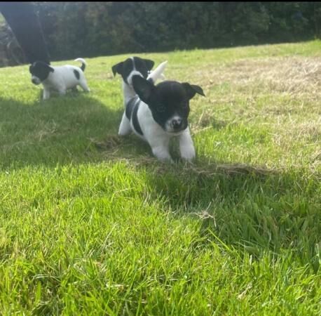 Gorgeous Jack Russell Puppies for sale in Llanrwst, Conwy - Image 3