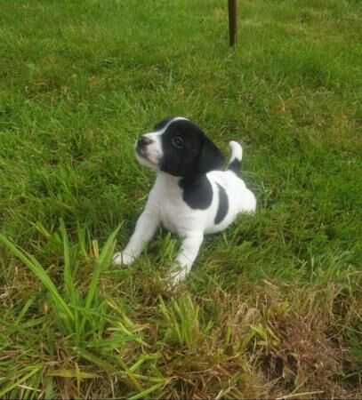 Gorgeous Jack Russell Puppies for sale in Llanrwst, Conwy - Image 4