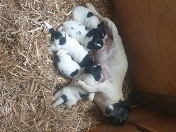 Gorgeous Jack Russell Puppies for sale in Llanrwst, Conwy - Image 5