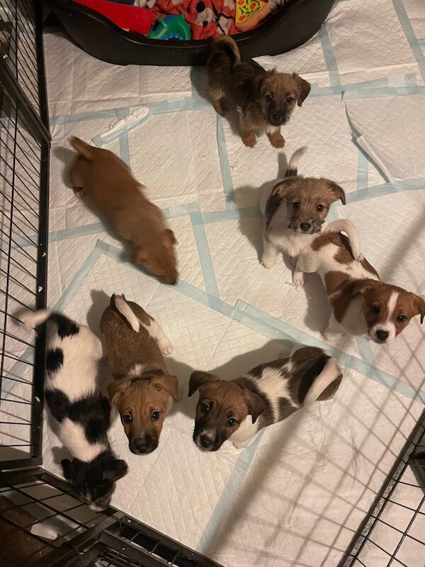 Gorgeous Jack Russell puppies for sale in Shoeburyness, Essex