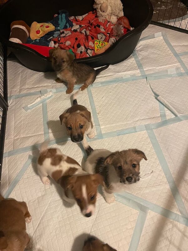 Gorgeous Jack Russell puppies for sale in Shoeburyness, Essex - Image 2