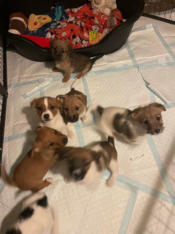 Gorgeous Jack Russell puppies for sale in Shoeburyness, Essex - Image 3