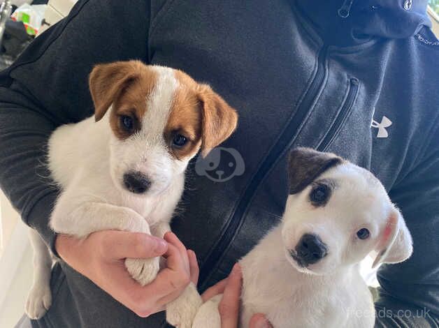 Gorgeous Jack Russell puppies for sale in Ascot, Berkshire