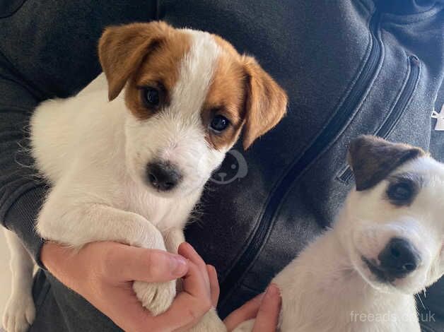 Gorgeous Jack Russell puppies for sale in Ascot, Berkshire - Image 2