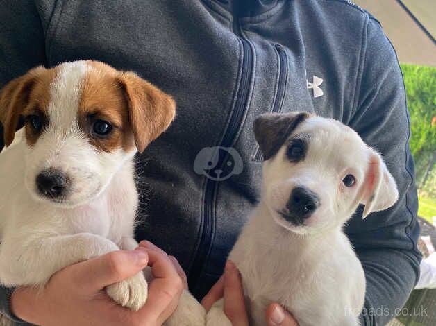 Gorgeous Jack Russell puppies for sale in Ascot, Berkshire - Image 3