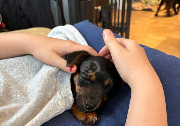 Gorgeous Jack Russell pups for sale in Salisbury, Wiltshire - Image 3