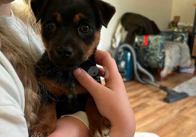 Gorgeous Jack Russell pups for sale in Salisbury, Wiltshire - Image 4