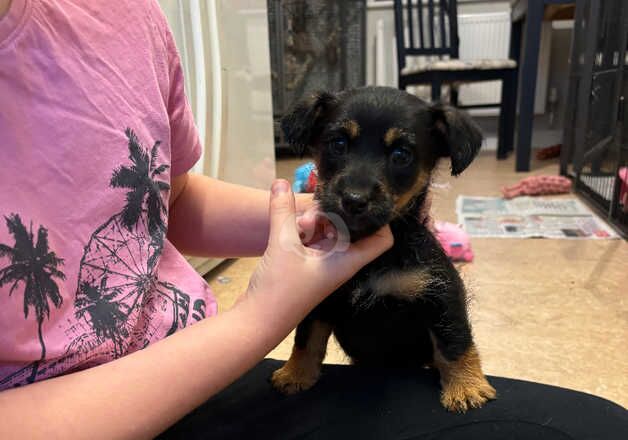 Gorgeous Jack Russell pups for sale in Salisbury, Wiltshire - Image 5